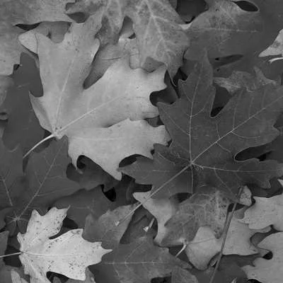 autunno contributi